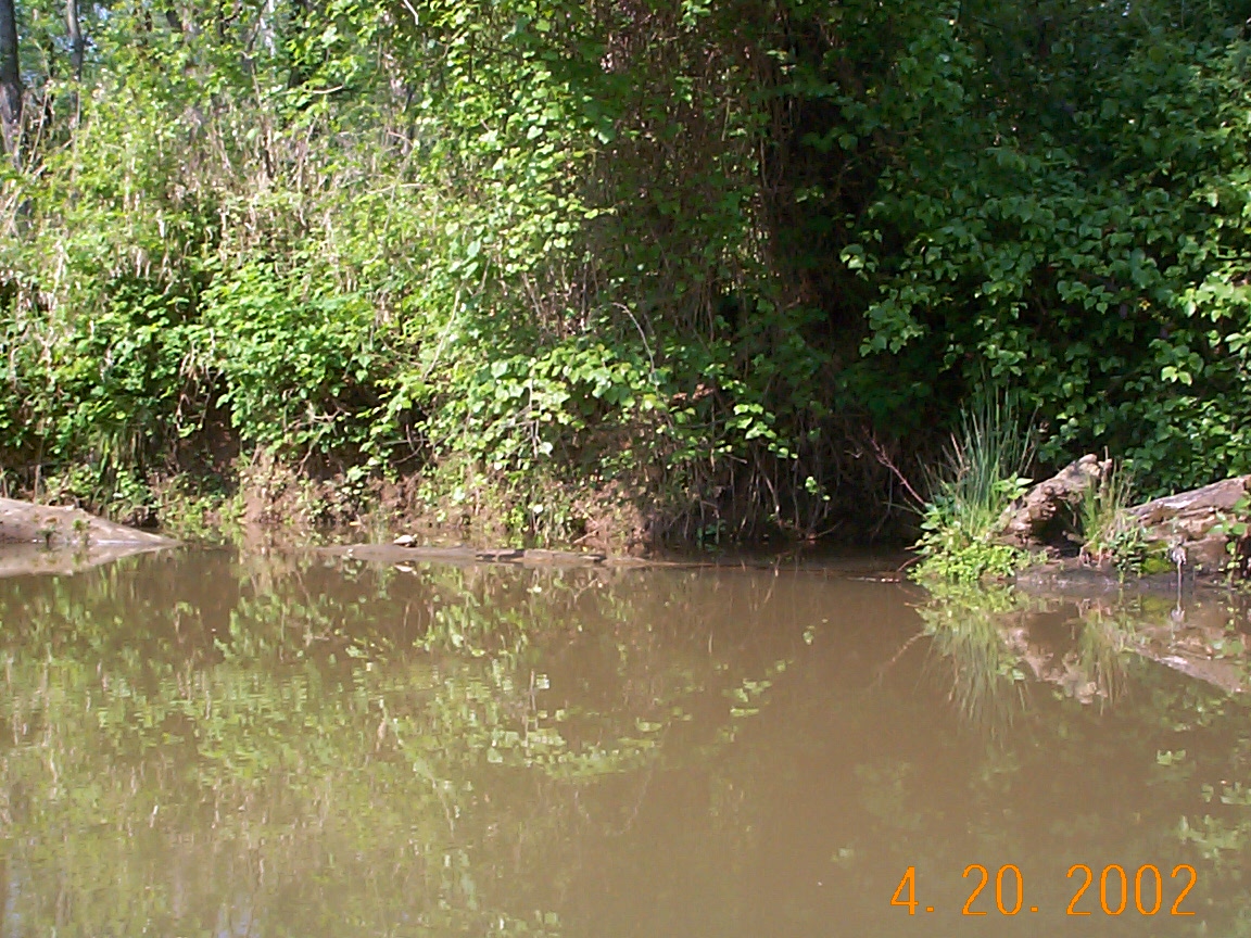 ./2002/Neuse River Bufaloe to Rogers/DCP01368.JPG
